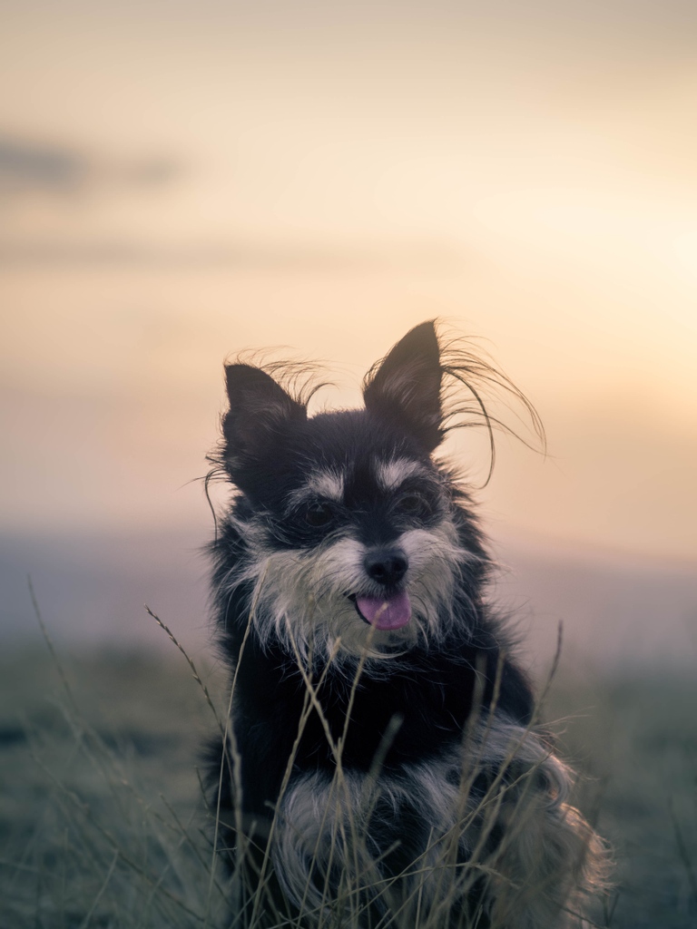 Comment with your dog's name in the 'gifs' section and show us what pops up!!! 🤪🐶❤️