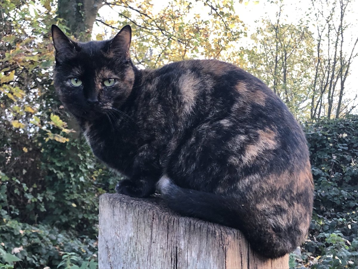 cat_denni's tweet photo. On this day last year, Denni ๐ sitting in her favourite spot.
Beautiful soul, magnificent #Tortie.
#ThrowbackThursday #Tortitude #RememberWithLove https://t.co/XaGgnGvqON