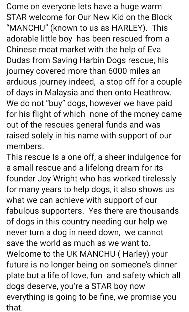 Shih Tzu Action Rescue (STAR) UK tweet media