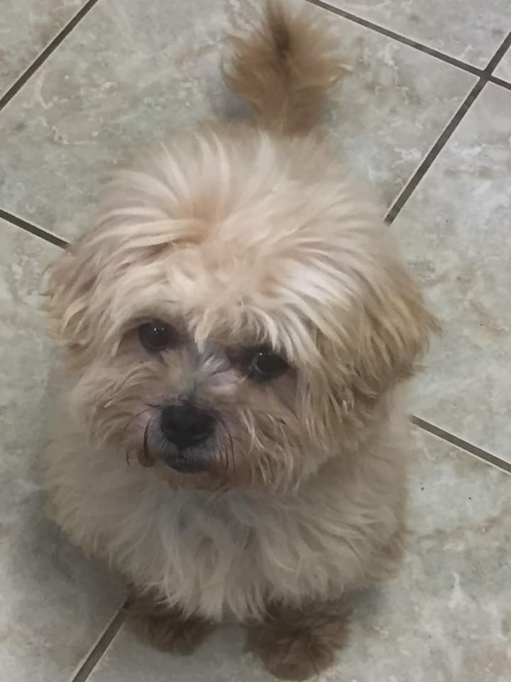Shih Tzu Action Rescue (STAR) UK tweet media