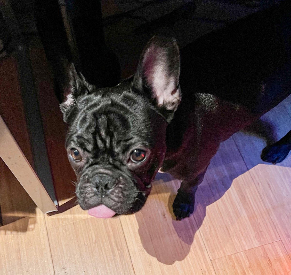 gaymerquest's tweet photo. βDad, why are you typing on your computer box instead of cuddling me on the couch? Rude.β π€π’ #frenchbulldog #doggoproblems https://t.co/0u6271Dp9a