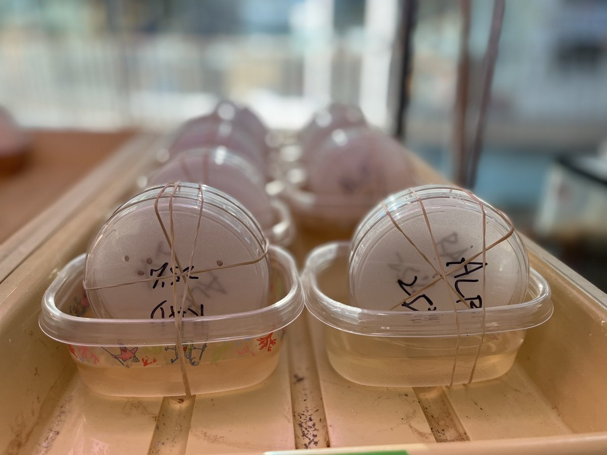 Allelopathy lab is up and running. Last year students were setting things up at home, nice to have them in classroom.