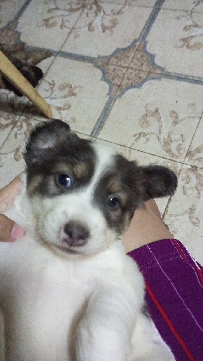 WPgegeeee's tweet photo. Flexing my bebe 😍
#jetjet 🥰🐕 https://t.co/TaLiwGbwcg