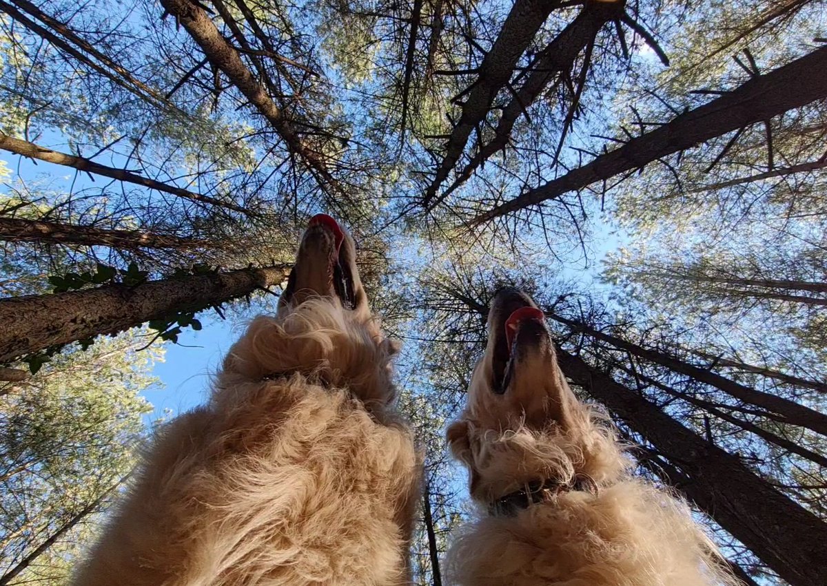 Furzey & Thor⚡ tweet media