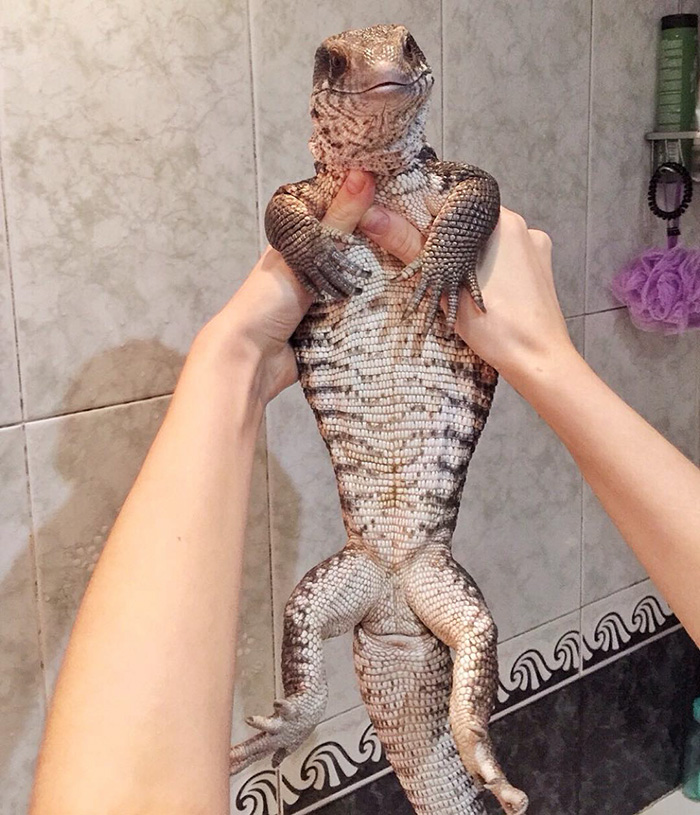HourlyLizards's tweet photo. https://t.co/xSIiXDA90j