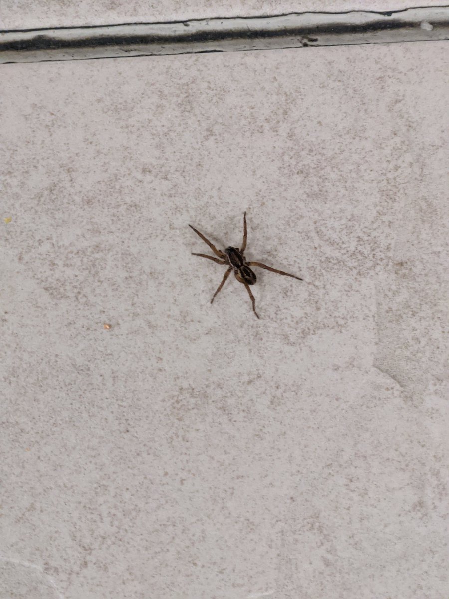 FunSyze365's tweet photo. On today's Spider Watch, we have Reginald and Irmatrude. 
#SpiderWatch https://t.co/tNMjtlAQ8c