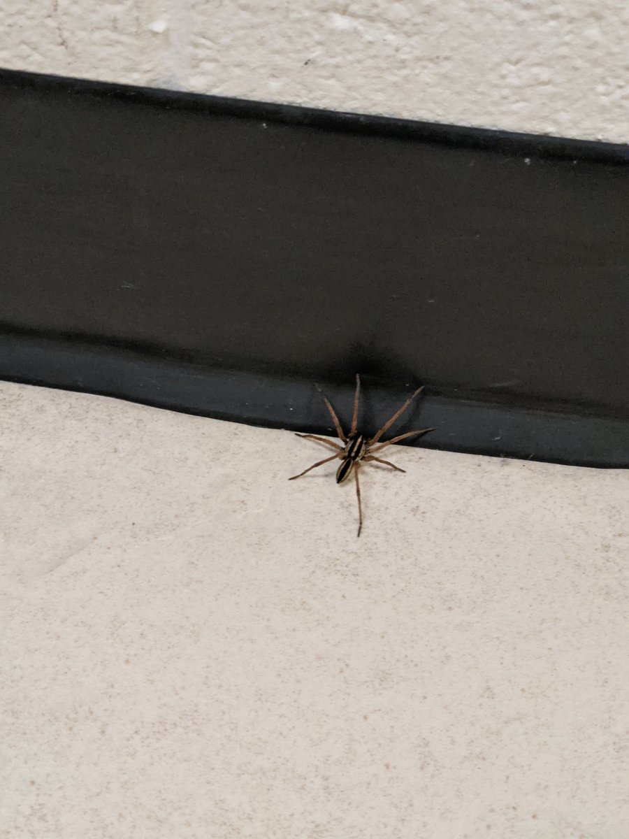 FunSyze365's tweet photo. On today's Spider Watch, we have Reginald and Irmatrude. 
#SpiderWatch https://t.co/tNMjtlAQ8c