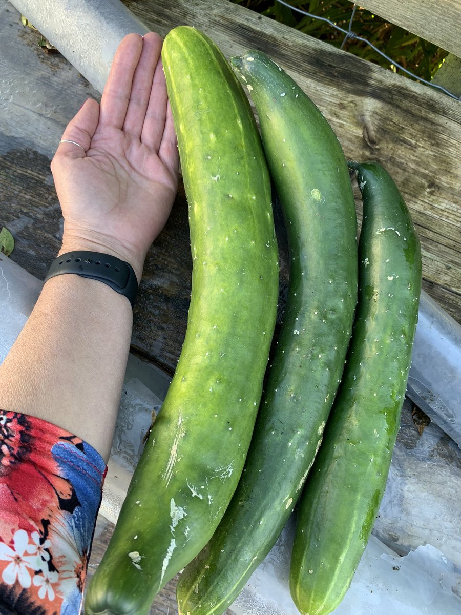 truffletruffle's tweet photo. It’s November the 4th and I haven’t been able to get down the garden etc for a week. Just finally pulled the cucumber plants… arm for scale !!! Compost for them. And some small mutant cucumbers. https://t.co/dmQG8ZD6Gh