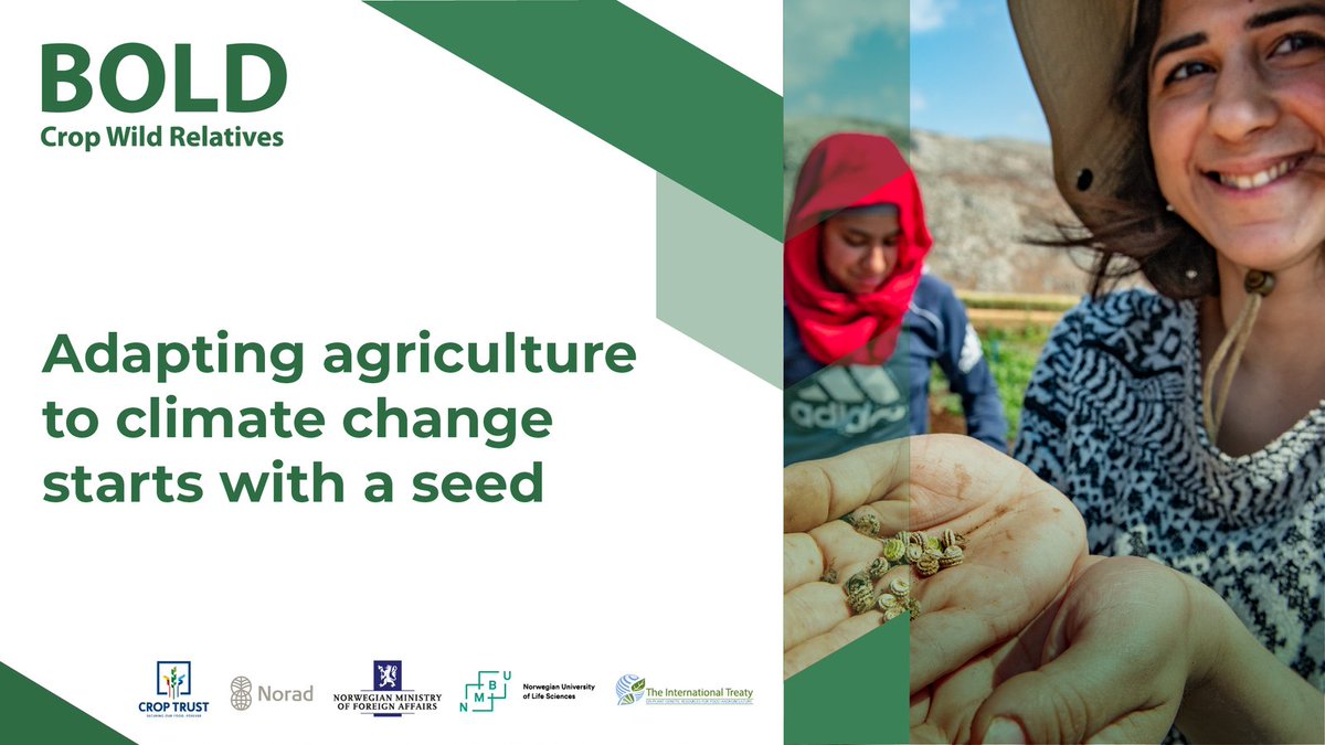 CropTrust's tweet photo. Climate change is putting the future of food at risk. Conserving and harnessing our crop diversity is the key to adapting global agriculture. 🌱🌏🌱

Learn more about our #BOLDcwr project at #GLFClimate on 6 November.  

Register now👉 https://t.co/BE1boYZ6g2 

#COP26 https://t.co/EsARkgWCDr