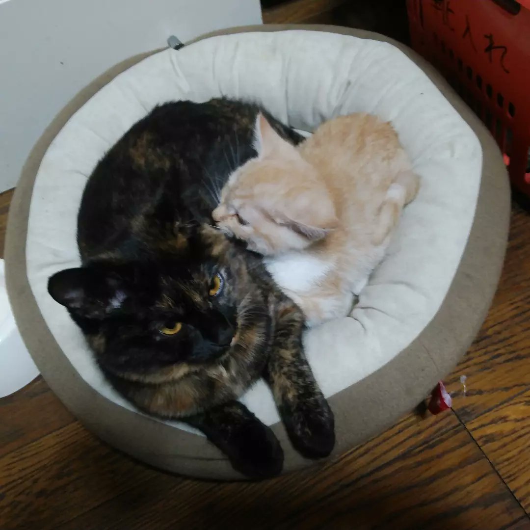 ライラandリオン (@Laila_and_Rion) / Twitter