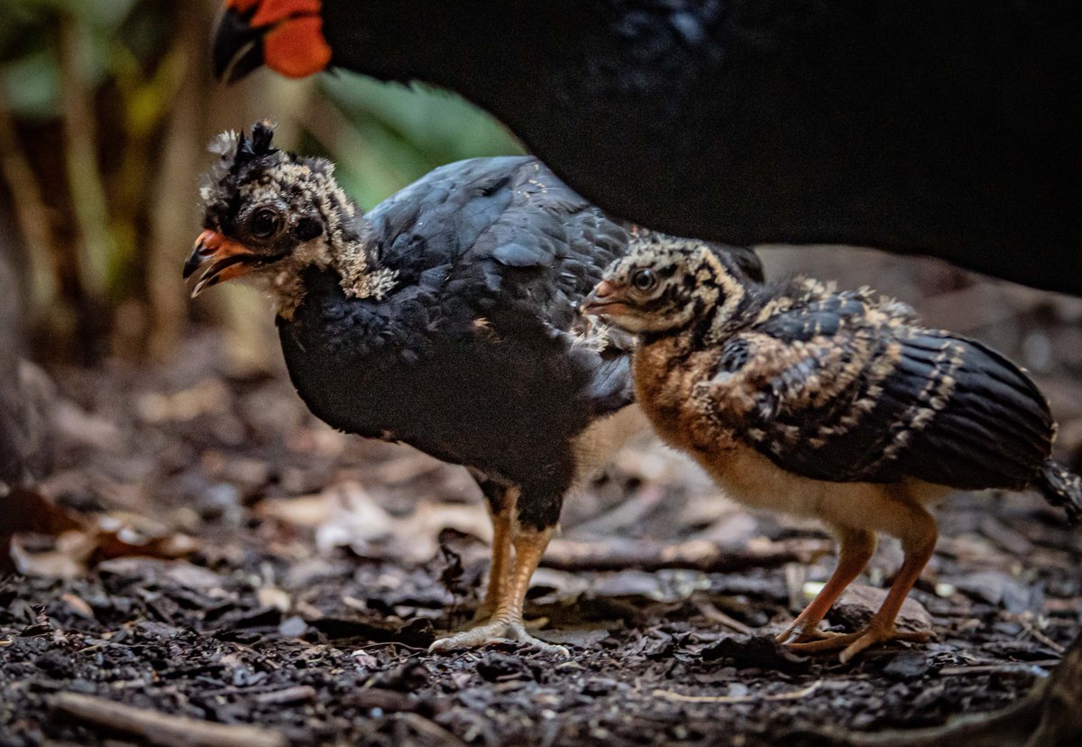 These are two of the most SPECIAL chicks you’ll ever see 🐣

ONLY 200 red billed curassows remain on our planet 🌎

They’re on the verge of extinction… but these hatchlings bring added HOPE ❤️