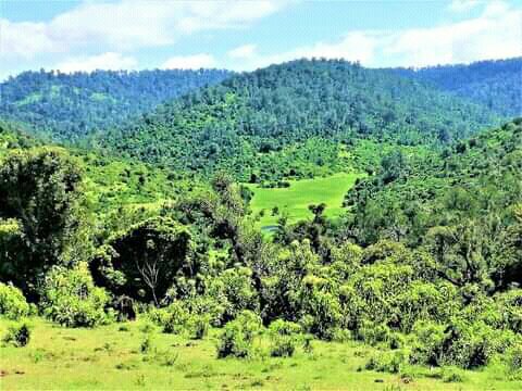tukwa2's tweet photo. #savetheplanet
#plantMoreTrees
#protectRainForest
#ActNow 
#ClimateEmergency 
@UNEP_Africa 
@UNEP 
@GretaThunberg https://t.co/5f84oShN5e