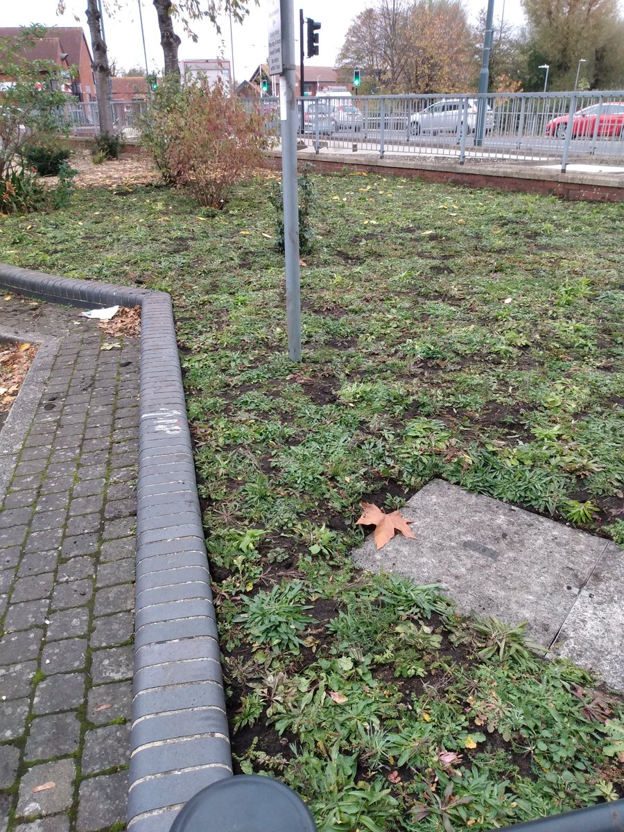 MeadowCreations's tweet photo. For those who regularly cross the winchcombe road roundabout a wildflower space has been installed for the benefit of pollinators and enhance the area #newbury #westberks @wildflowerturf https://t.co/U9yxIZYeLW