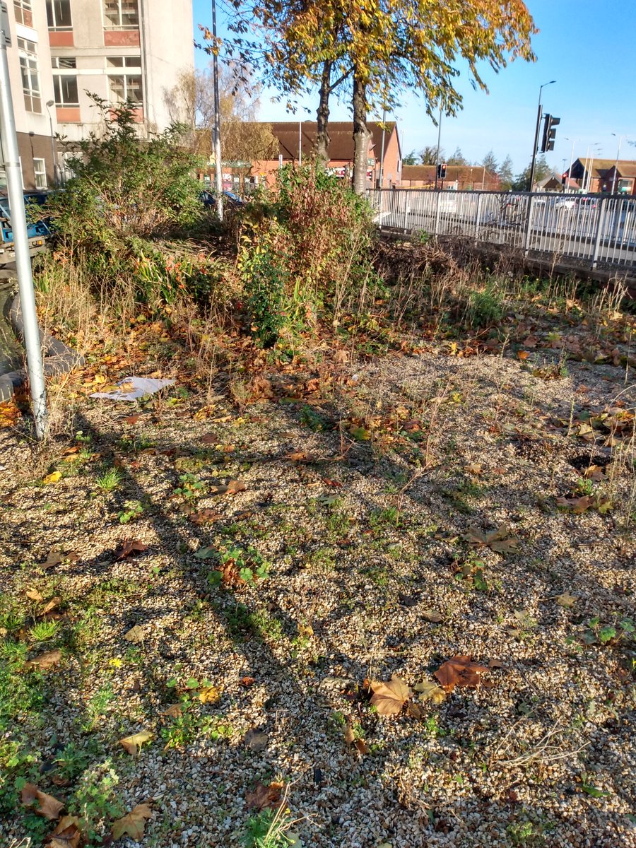 MeadowCreations's tweet photo. For those who regularly cross the winchcombe road roundabout a wildflower space has been installed for the benefit of pollinators and enhance the area #newbury #westberks @wildflowerturf https://t.co/U9yxIZYeLW
