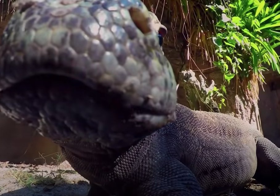 HourlyLizards's tweet photo. sniff https://t.co/AzIpgK0Gtk