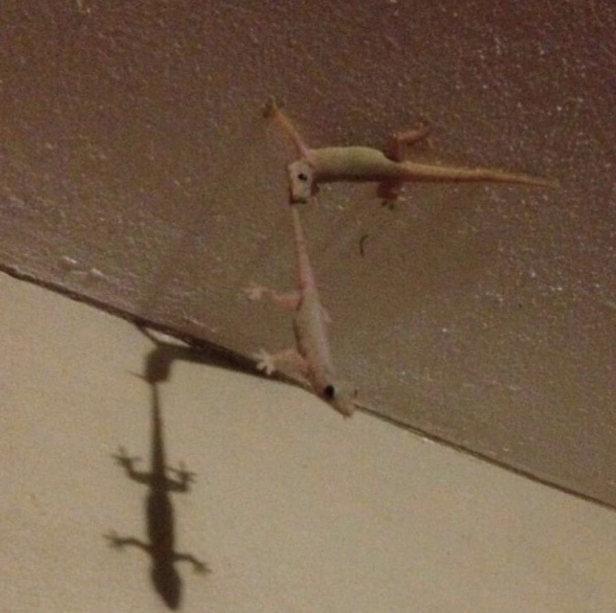 HourlyLizards's tweet photo. homies help homies https://t.co/mtJElYYTdk