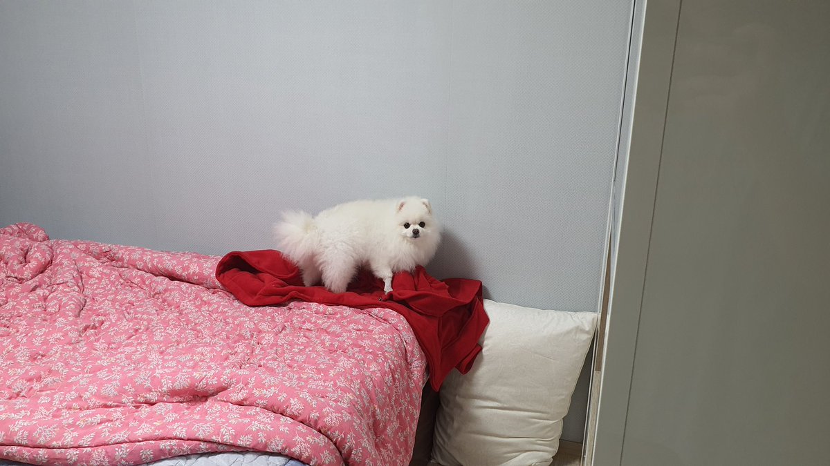 cherry160616's tweet photo. ㅡㅡ 콩체리 언니 겉옷 주머니에서 간식 도둑질 하려다가 딱 걸렸죠? https://t.co/DMbldp7eL3