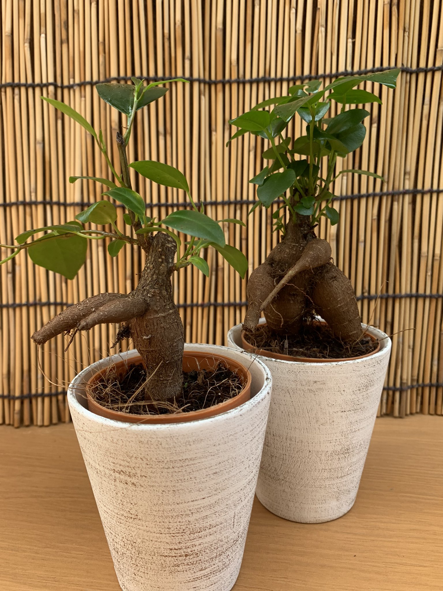 تويتر 中川園芸 على تويتر 汚れた愛猫をなんとかお風呂に入れたい飼い主 Vs 断固拒否する猫ちゃん 面白い形のガジュマルを見つけたので 投稿させて頂きました 猫は水が苦手ですが 水道から流れる水では遊ぶなど そういうアンバランスな所が好きです