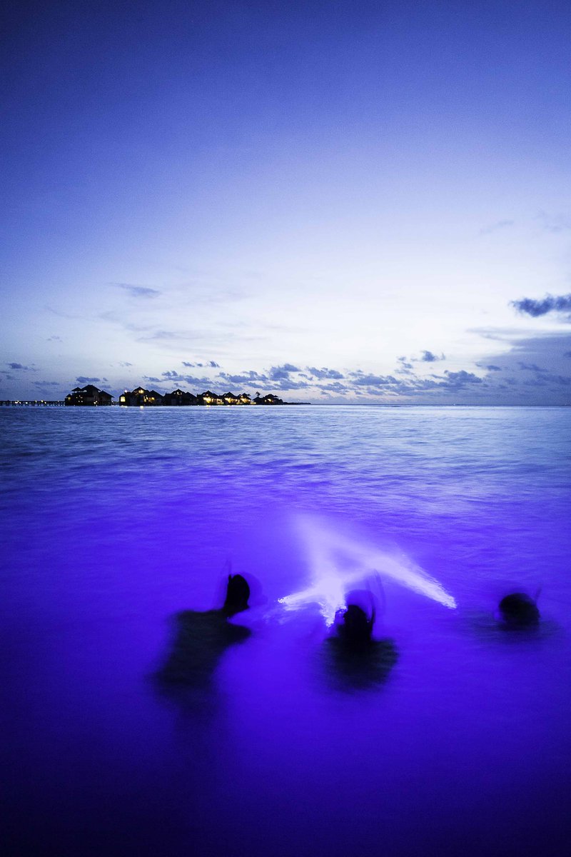 Chances are if you’ve been to the #Maldives before you’ve been snorkeling on a coral reef. Well, have you ever been #snorkeling on a coral reef at night? We highly recommend a signing up for a night snorkel while staying at <a href="/GiliLankanfushi/">Gili Lankanfushi</a>. #LuxuryTravel