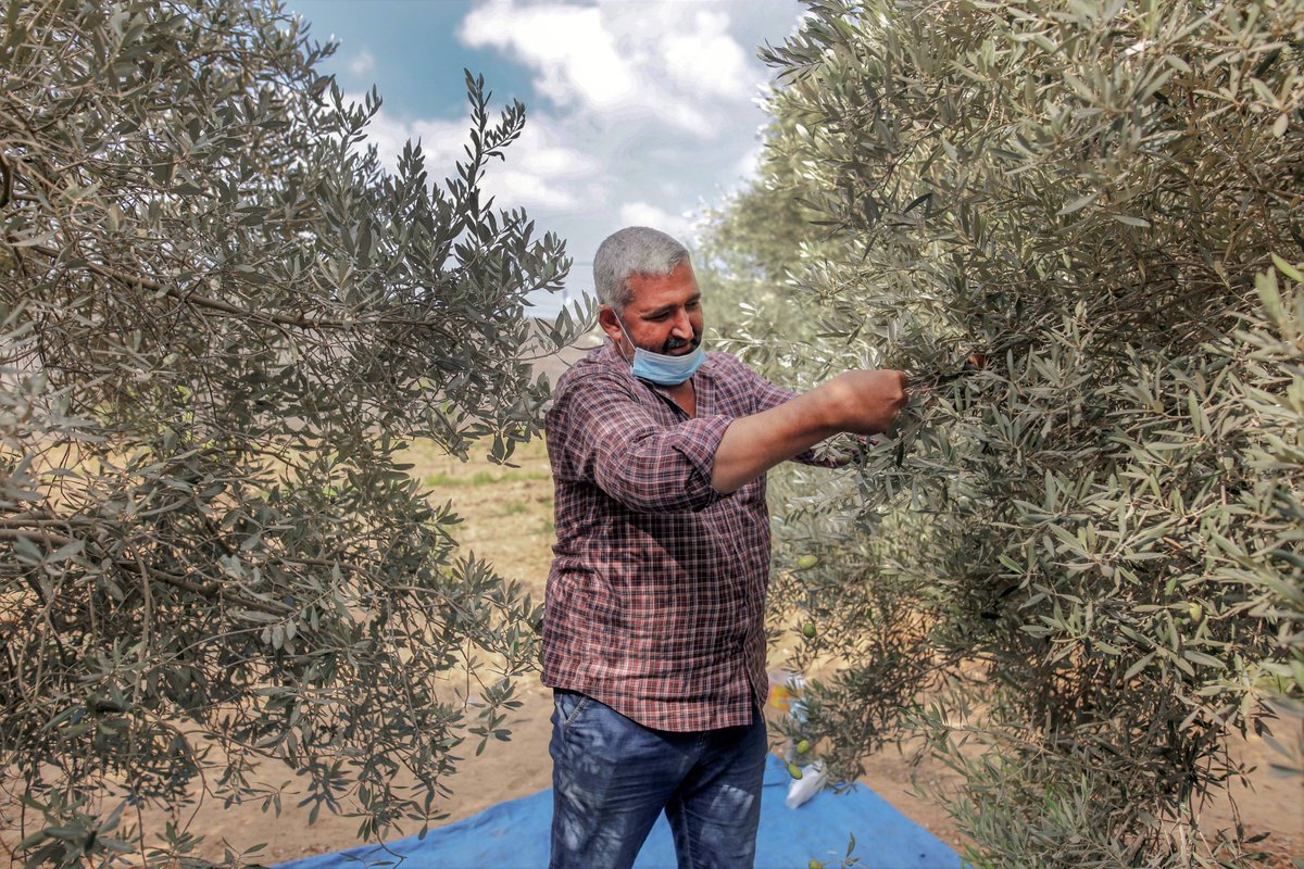 <a href="/ICRC/">ICRC</a> Abu Ibrahim usually harvests 12 tons of olives each year, which is 80% of his overall income. This year, his olive trees produced one ton only. In the #Gaza Strip, climate change is making those who are already vulnerable due to the conflict even more vulnerable. #OurCOP26