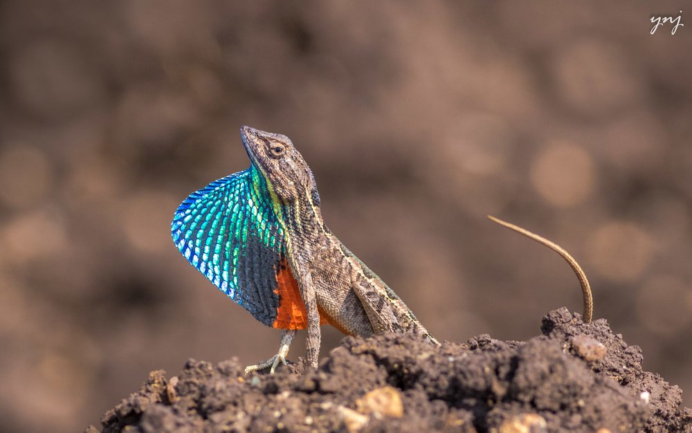 HourlyLizards's tweet photo. 🦎 Pondichéry Fan-throated Lizard - Sitana ponticeriana 📷 Yogendra Joshi https://t.co/tmloD32HG9