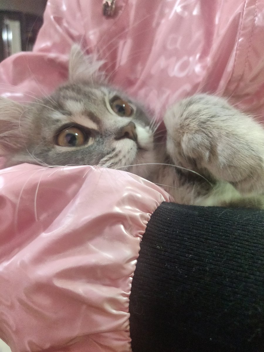 RLianem's tweet photo. �� меня появилось желание поделиться своей кошкой, знакомьтесь, зовут диона https://t.co/bhWOch1osD