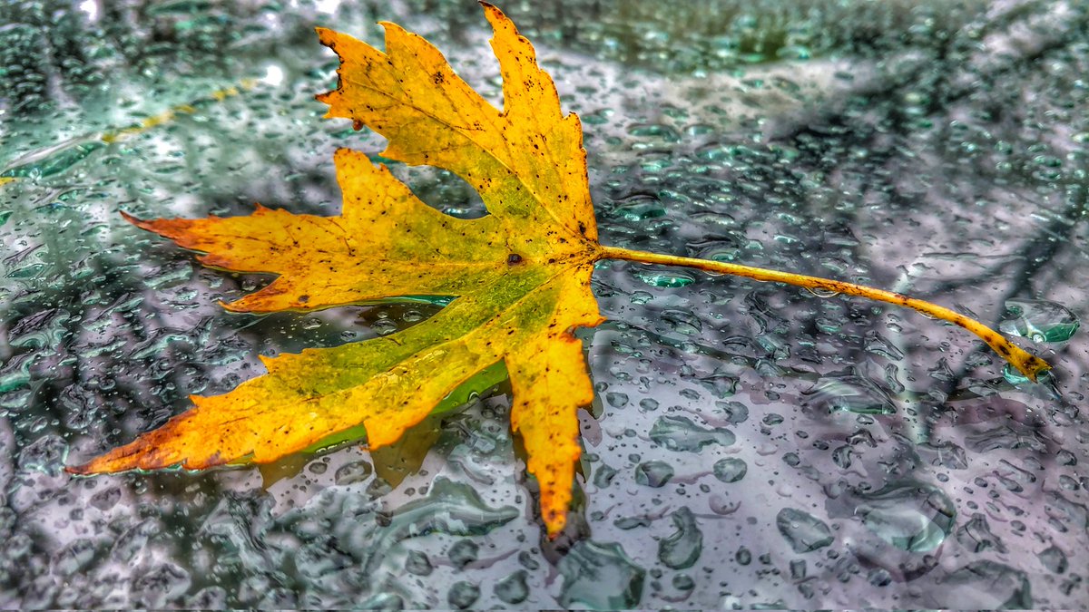 mopixcle's tweet photo. I love October, but November leaves are amazing. #Fall #autumn #leaves #November https://t.co/EbKz79okz7
