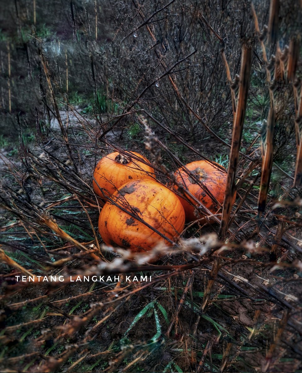 dien_rahayu's tweet photo. When leaves fall, trees do not die
They take their time for new leaves

Always love the Warmth of Autumn https://t.co/kFBCRwqFrw