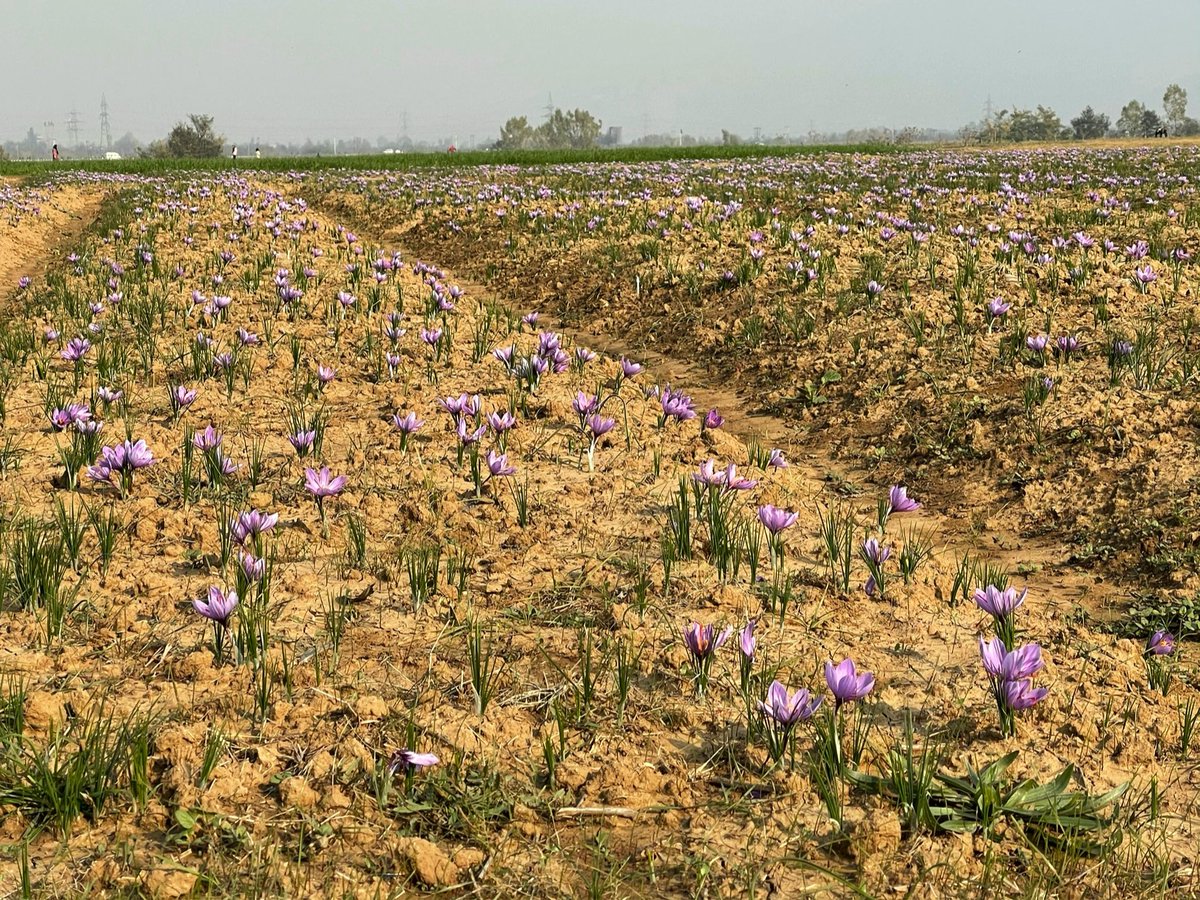 listenshahid's tweet photo. #Saffron: Worldโs costliest spice, with recorded history of 2800 years. Great efforts #Pampore farmers and agri deptt. Weather favoured optimum harvest this year. #FarmDayOut https://t.co/gGHI9qZHae