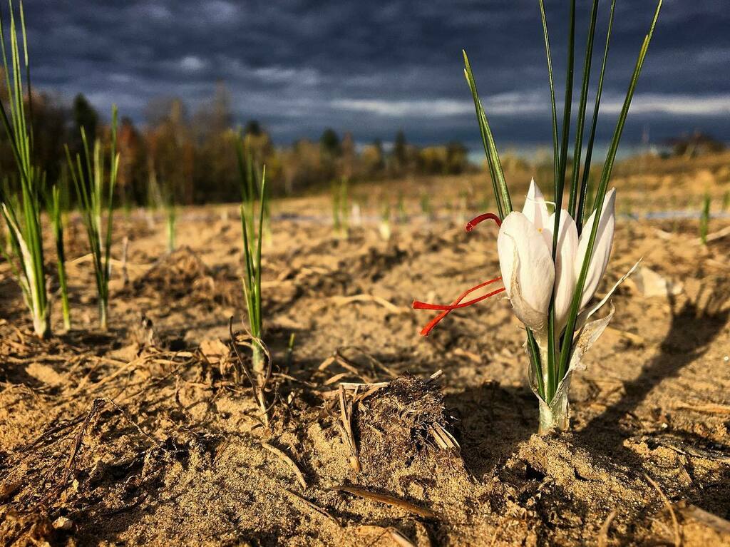 TrueSaffron's tweet photo. White Saffron Flowers. A first. So many. Never before. Something’s happening to these clones. https://t.co/VFz3sxSfVV https://t.co/A0DjINYpZr