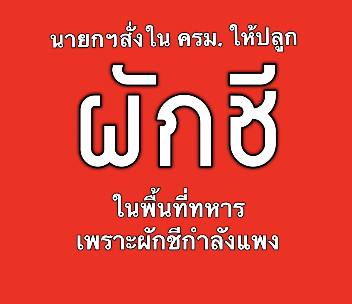 suthichai's tweet photo. ‘คำสั่งปลูกผักชี’ จากนายกฯ! https://t.co/uF7ckPmHP2