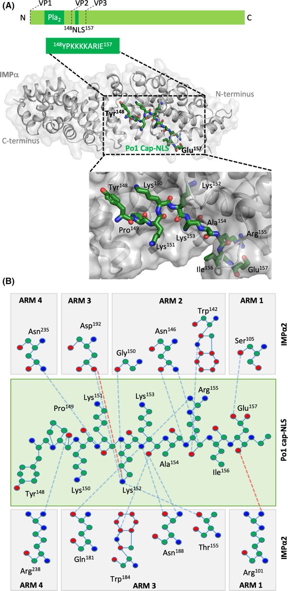 FEBS_Letters's tweet photo. Structural characterization of the porcine #AdenoAssociatedVirus Po1 capsid protein binding to the nuclear trafficking protein #importin alpha
➡https://t.co/l3P4ybXlxo
📝Jade Forwood & team @CharlesSturtUni
#crystalstructure #virology #structuralbiology #nuclearimport https://t.co/aP6hYUDmRO