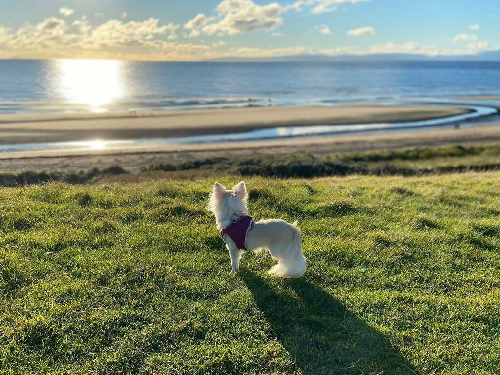 wee_chi_ivy's tweet photo. What a beach 🌞🌊
-
📸 @iainrough
-
#ivythechihuahua #ayrshire #glasgowdogs #glasgowdogsofinstagram #pet #petsofinstagram #dog #chihuahua_glasgow #dogsoftheweek
#dogsofinstagram #petlove #dogs #petlife #chihuahuas #puppy #dogstagram #instadog #doglove… https://t.co/4N6zmdNE2D https://t.co/AYCVUL6ODv