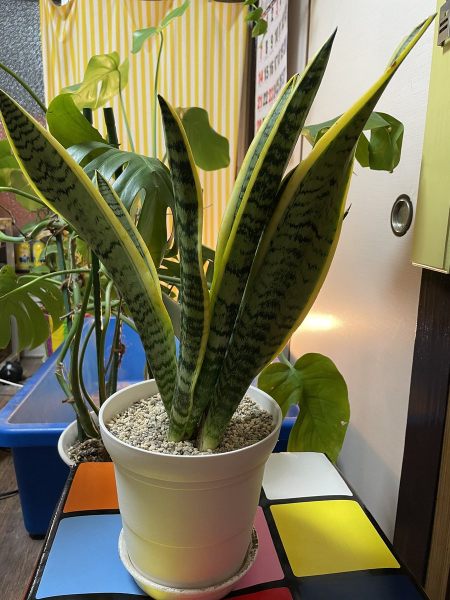 Top Tweets For サンスベリア Twstalker