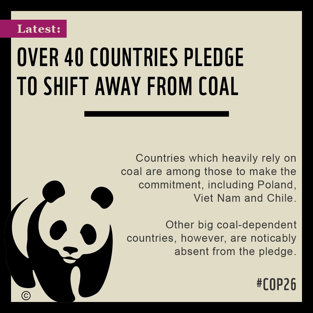 WWF tweet media