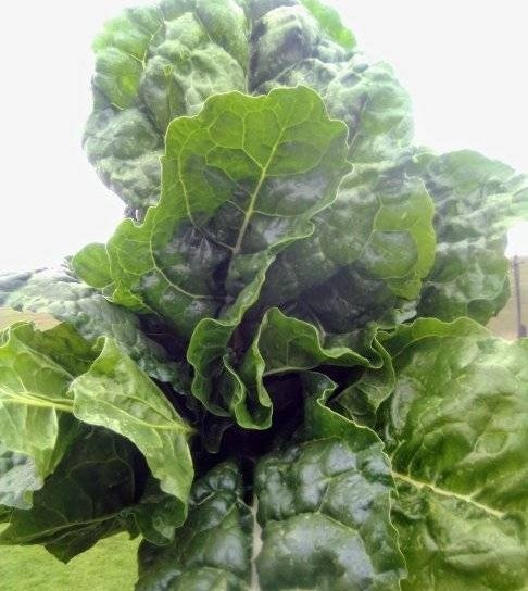 VO_Eternity27's tweet photo. Jumbo Spinza! 😋🥬 Buyers and resellers based in or around the Harry Gwala District, R10.00 gets you each Super Bunch 🔥

#agriculture #cropfarming #youthinfarming #southafrica agripreneurship https://t.co/OTOxUV7MBI
