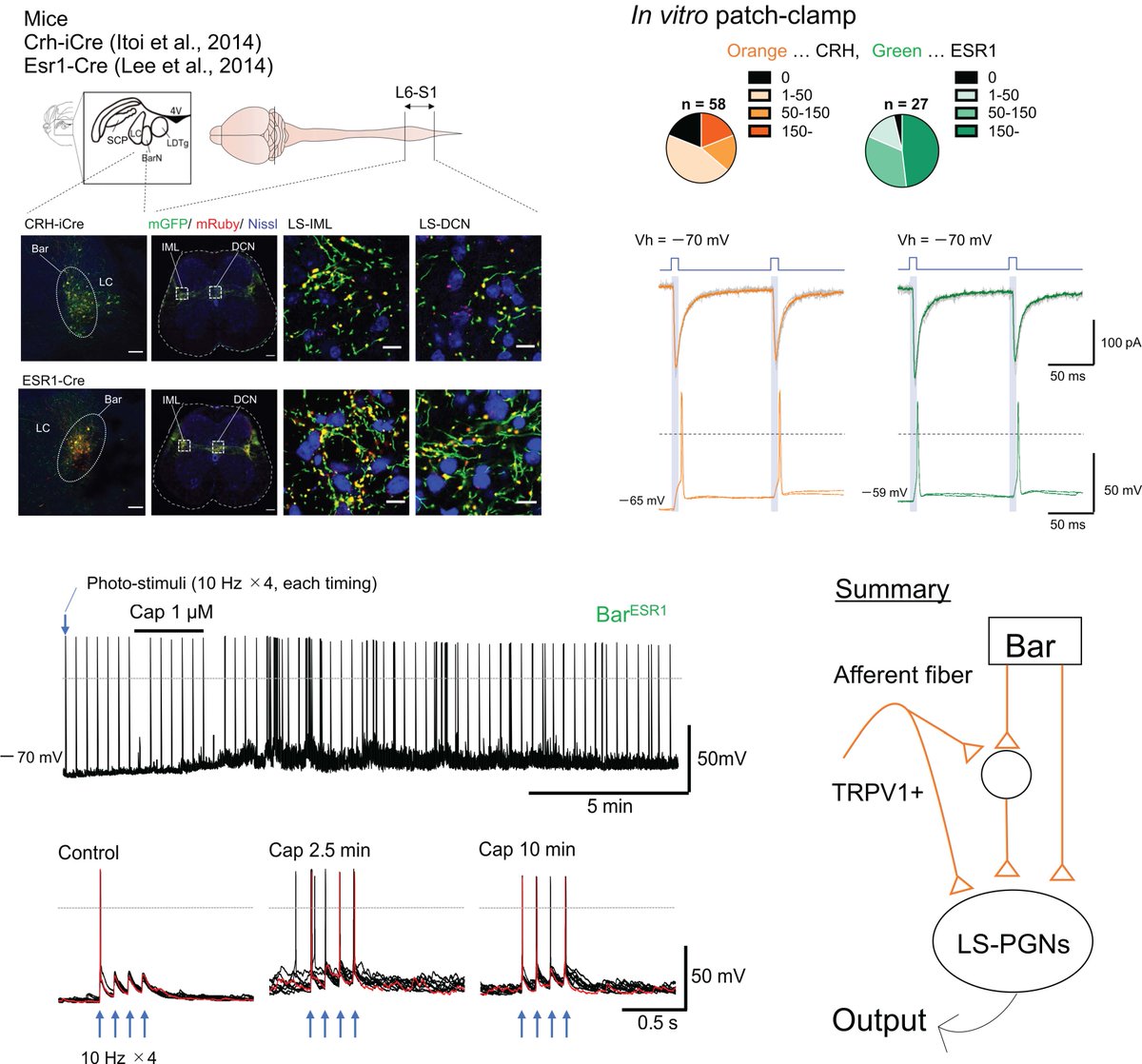 JNeurophysiol's tweet photo. #ArticlesinPress - "Downstream projection of Barrington's nucleus to the spinal cord in mice"
Masahiro Kawatani, et al.
#Pelvicorgan #Patchclamprecording #Neuroscience
@tylab_official @M_Kawatni @GsisOf @NagoyaUniv  
Niigata_Univ_O
https://t.co/ISBYy9oTQf https://t.co/Tfyshhj1K1