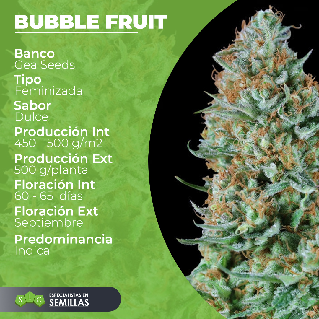 SemillasLowCost's tweet photo. Bubble Fruit, variedad de la mano de Gea Seeds, una de las genéticas con un sabor increíble, dulce, similar a un chicle y que te deja encantado. ¿Quieres saber más? Visita nuestra web: https://t.co/dO5g6OkSeO
#SLC #cannabis #420 #cannabiscommunity #weed #marijuana #highlife https://t.co/ymhHgGZL6B