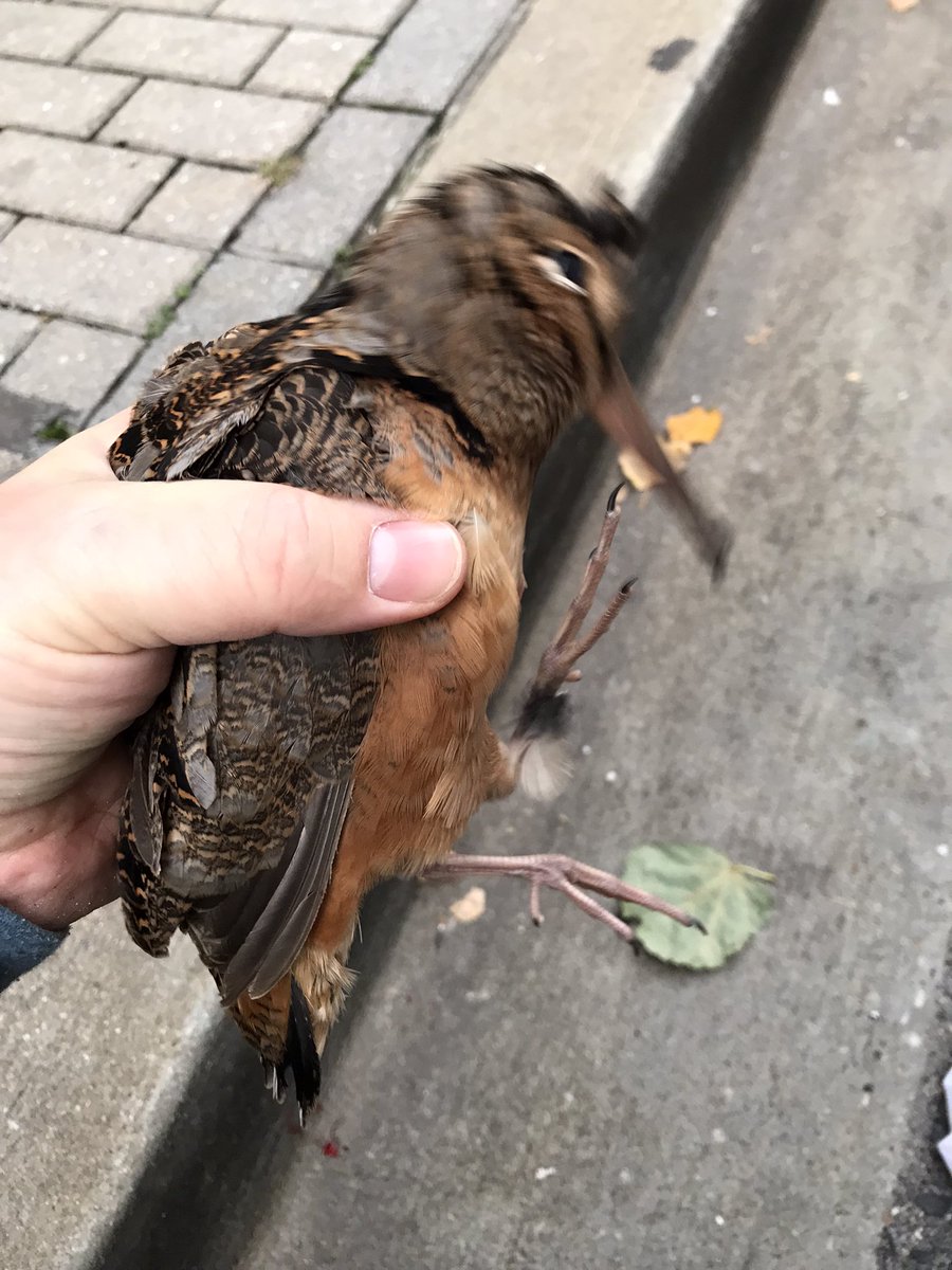 LightsOutBalt's tweet photo. Migration is still in full swing. This morning volunteer @aaron_fool had 10 casualties: five dead and five rescues. We must do better at mitigating threats to migratory birds, like turning off non-essential lighting at night and treating window glass. #charmcity https://t.co/mUvQECKPtL