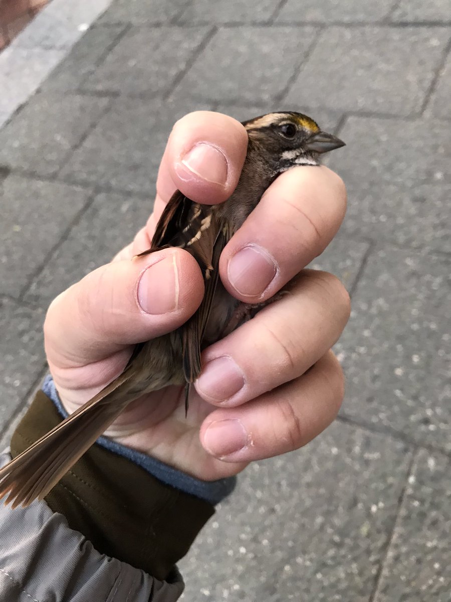LightsOutBalt's tweet photo. Migration is still in full swing. This morning volunteer @aaron_fool had 10 casualties: five dead and five rescues. We must do better at mitigating threats to migratory birds, like turning off non-essential lighting at night and treating window glass. #charmcity https://t.co/mUvQECKPtL