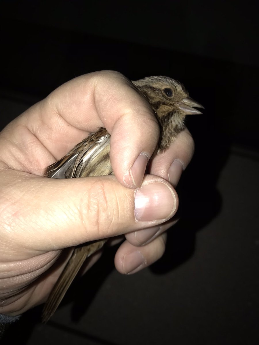 LightsOutBalt's tweet photo. Migration is still in full swing. This morning volunteer @aaron_fool had 10 casualties: five dead and five rescues. We must do better at mitigating threats to migratory birds, like turning off non-essential lighting at night and treating window glass. #charmcity https://t.co/mUvQECKPtL