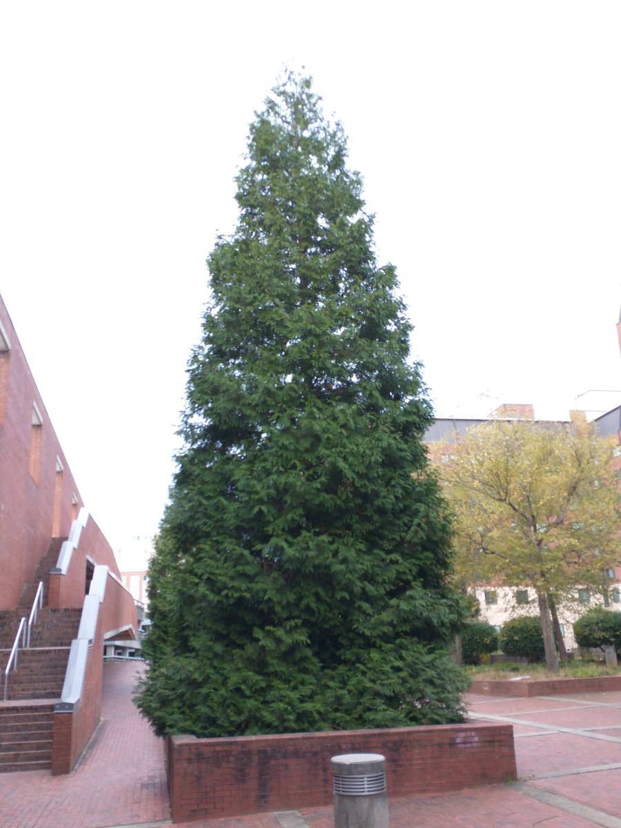 NCSU_PDIC's tweet photo. #Arborvitae may be evergreen, but individual needles are not immortal. Older, interior twigs turn yellow and drop off at this time of year in North Carolina. Don't be concerned unless newer growth is wilting or changing color. https://t.co/UeaRTsbllL
