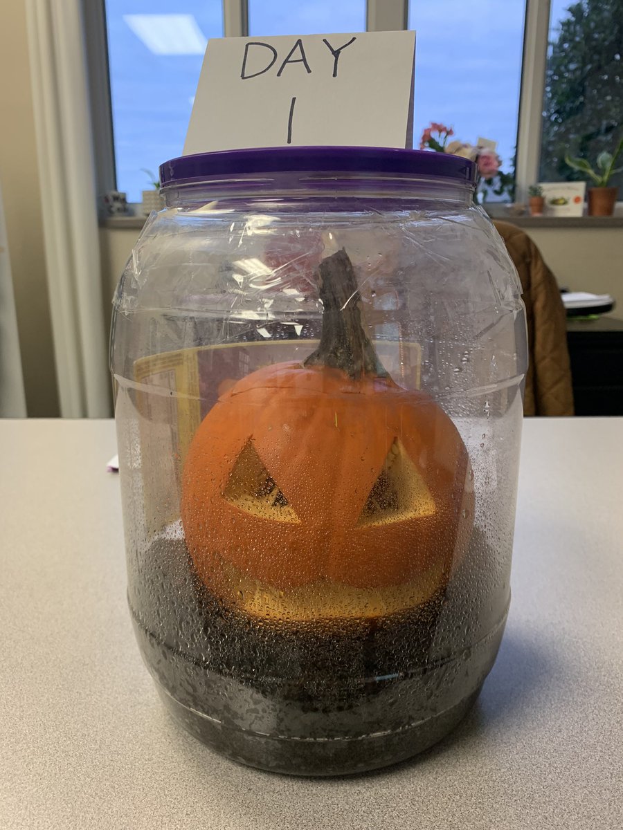 MrsColeRES's tweet photo. We’re kicking off our learning of decomposition and soils with a long-term experiment inspired by the book Pumpkin Jack! We will observe and record the life cycle of a pumpkin from decomposition to new plant! @NISDScience @RoanokeRangers @NorthwestISD https://t.co/Zu4xFKcrxd