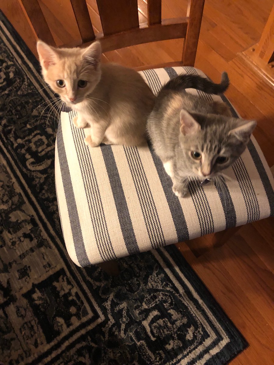 GregTourial's tweet photo. Kittens continue to wait patiently for updates on the timing of today’s House floor votes https://t.co/5NZ9TPhALh