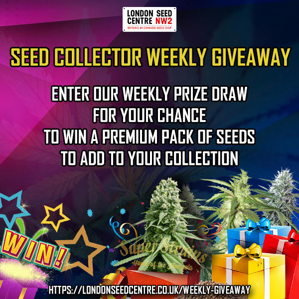 SeedCentre's tweet photo. New Giveaway is here. Head over to our website and join in for the chance to win!
https://t.co/gXEYVspvZy
#londonseedcentre #cannabisseeds #cannabis #weedstagram #giveaway #amnesia #superstrains https://t.co/gLUPWBxRo4