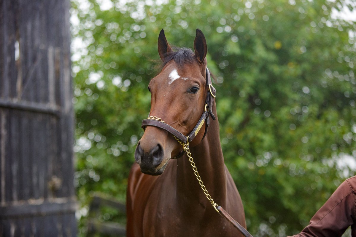UKAgEquine's tweet photo. When the starting gates open tomorrow for the Juvenile Turf Sprint race during the Breeders’ Cup, a special filly named Averly Jane will have a large contingent of UK fans and connections rooting her on. #UKEquine #AgEquine  https://t.co/Ansp8f5PT3 https://t.co/gyW8ilgDjB