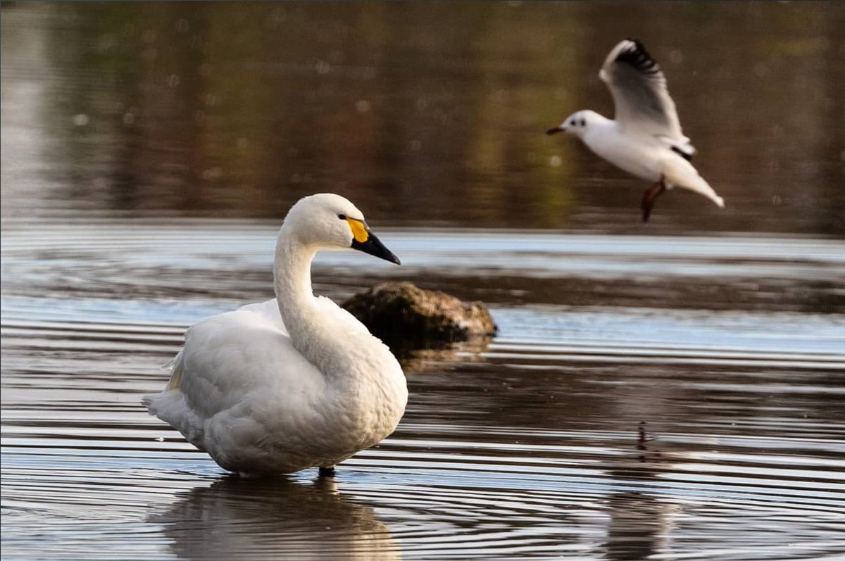 TomWrenPhoto's tweet photo. The first Bewick's swans have arrived at Slimbridge Wetland Centre in Gloucestershire after flying 2,000 miles from Russia - heralding the official start of winter @SWNS 

#Swans #Swan #bewick #bewickswan #birdphotography #birdwatching 

@WWTSlimbridge https://t.co/cxHFDhGiRx