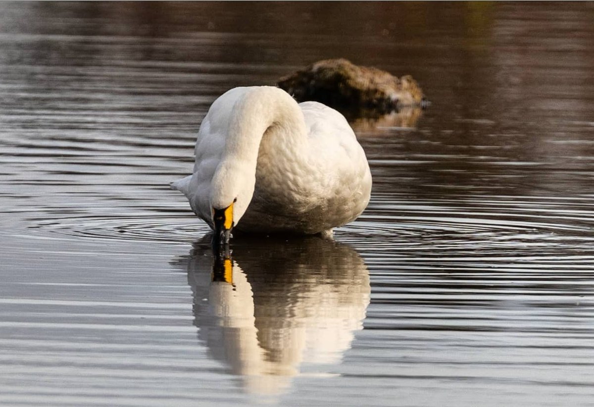 TomWrenPhoto's tweet photo. The first Bewick's swans have arrived at Slimbridge Wetland Centre in Gloucestershire after flying 2,000 miles from Russia - heralding the official start of winter @SWNS 

#Swans #Swan #bewick #bewickswan #birdphotography #birdwatching 

@WWTSlimbridge https://t.co/cxHFDhGiRx