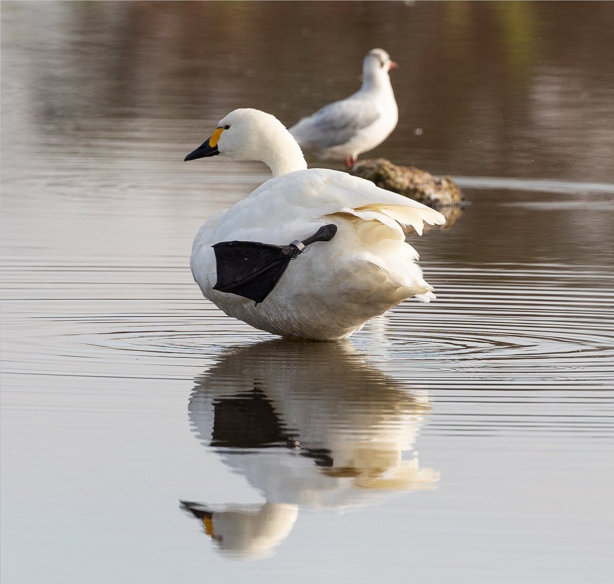 TomWrenPhoto's tweet photo. The first Bewick's swans have arrived at Slimbridge Wetland Centre in Gloucestershire after flying 2,000 miles from Russia - heralding the official start of winter @SWNS 

#Swans #Swan #bewick #bewickswan #birdphotography #birdwatching 

@WWTSlimbridge https://t.co/cxHFDhGiRx