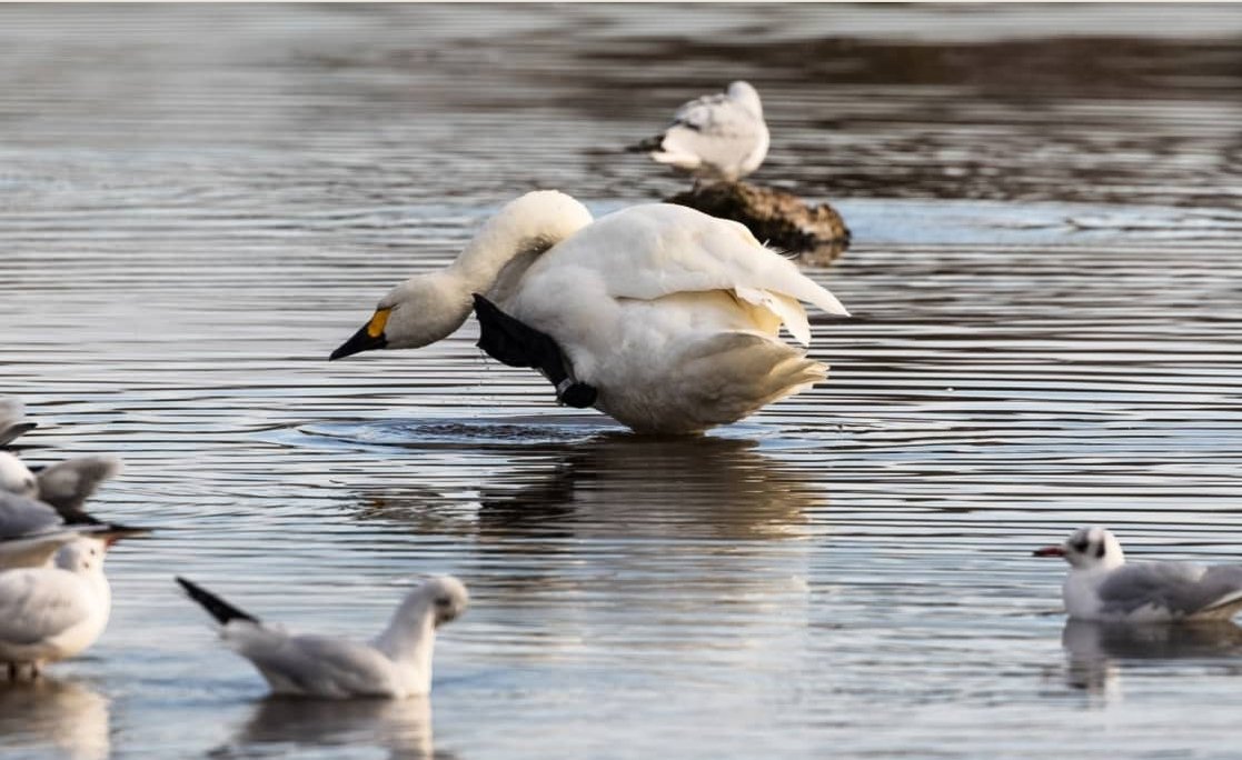 TomWrenPhoto's tweet photo. The first Bewick's swans have arrived at Slimbridge Wetland Centre in Gloucestershire after flying 2,000 miles from Russia - heralding the official start of winter @SWNS 

#Swans #Swan #bewick #bewickswan #birdphotography #birdwatching 

@WWTSlimbridge https://t.co/cxHFDhGiRx